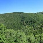 schönes Breitbildfoto mit Blick in den dichten Wald unterhalb der Monte Generoso