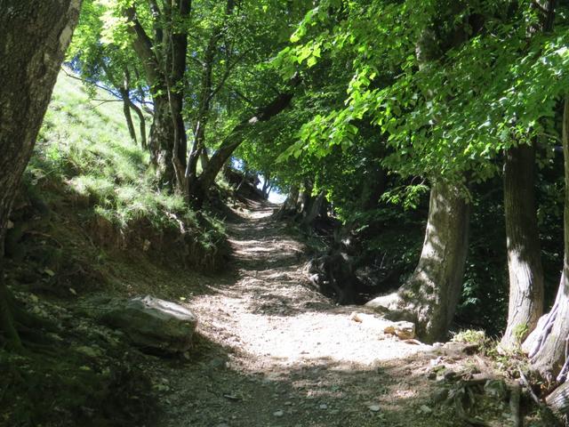 oberhalb der Valle di Selvano wandern wir teils durch Wald, teils über Lichtungen...