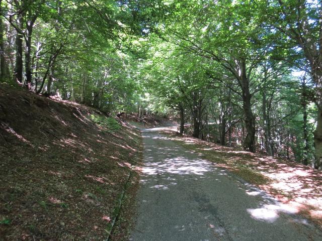 der sanfte Höhenweg führt uns über Punkt 1104 m.ü.M. danach zu Füssen des Dosso delle Mede geradeaus weiter