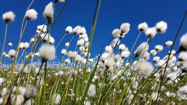 ... ist komplett von Wollgras - der mit dem Wind hin und her schaukelt - überdeckt