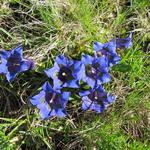 im Frühsommer ist die Blumenpracht in den Alpen grandios. Hier schöne Enziane