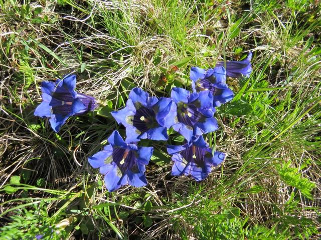 im Frühsommer ist die Blumenpracht in den Alpen grandios. Hier schöne Enziane