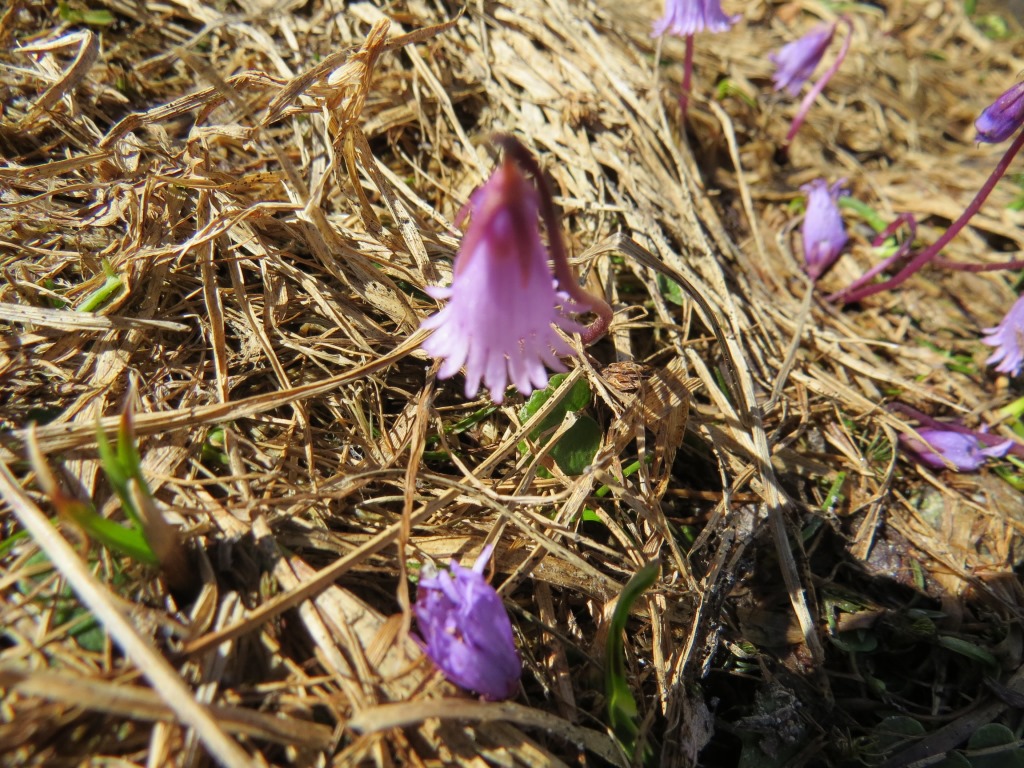 ...ist das kleine Alpenglöckchen die erste Blume die aus dem Boden spriesst