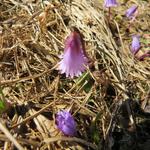 ...ist das kleine Alpenglöckchen die erste Blume die aus dem Boden spriesst