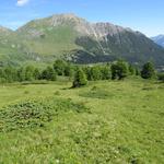 wir lassen den abbiegenden Wanderweg rechts liegen, und wandern weglos links haltend abwärts