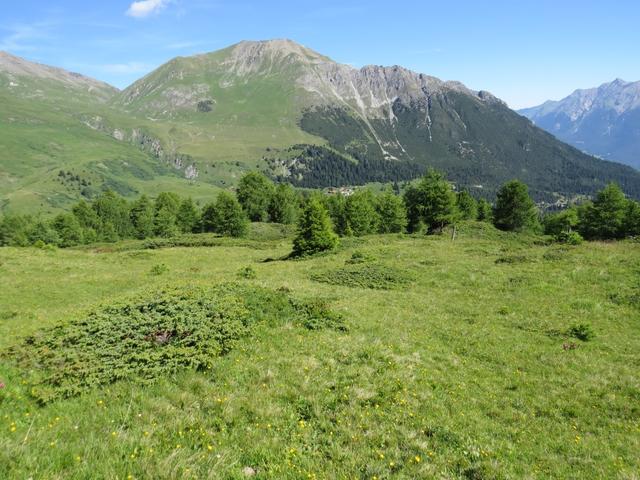 wir lassen den abbiegenden Wanderweg rechts liegen, und wandern weglos links haltend abwärts