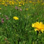 einfach schön so eine Blumenwiese