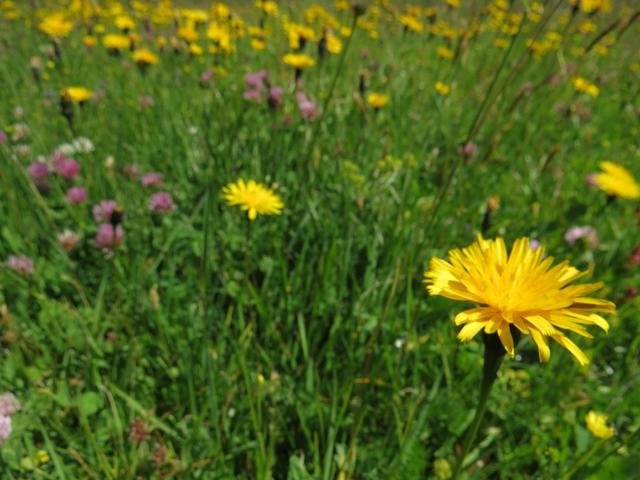 einfach schön so eine Blumenwiese