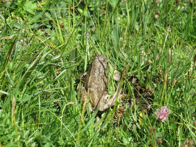 ein Frosch! nur nicht Küssen!