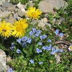 der Frühsommer mit seinen Bergblumen, einfach schön