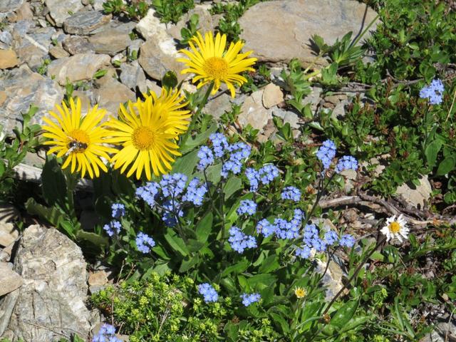 der Frühsommer mit seinen Bergblumen, einfach schön