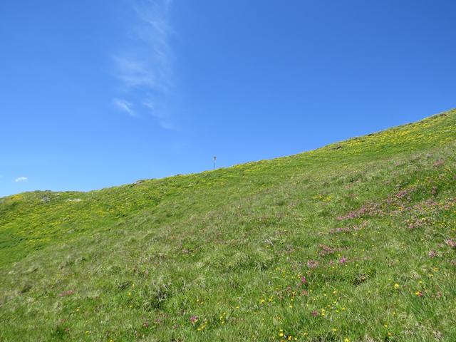 über ein Meer von Blumen...