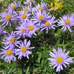 schöne Alpen-Aster können bestaunt werden