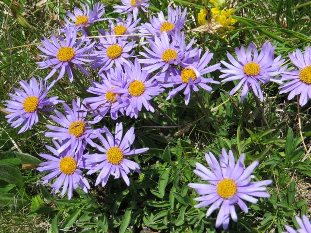 schöne Alpen-Aster können bestaunt werden