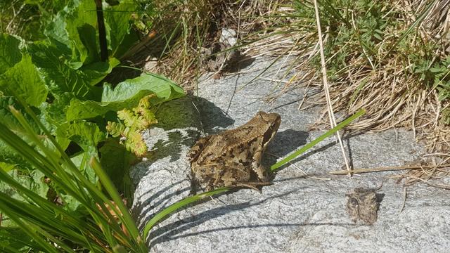 ein Frosch! nur nicht küssen!