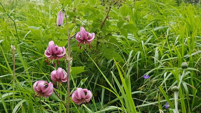 der ganze Hang ist übersät mit dieser schönen Blume