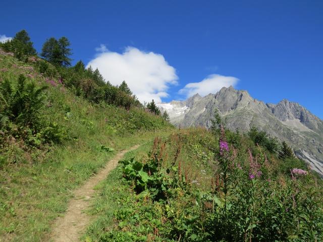 der einfache Wanderweg windet sich nun über grüne Weiden...