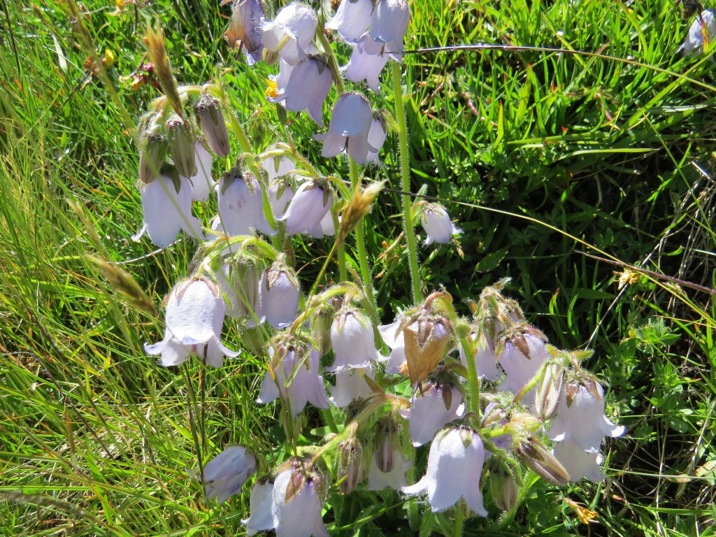 Bärtige Glockenblume