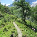 auf dem Weg zur Alp von Pramplo