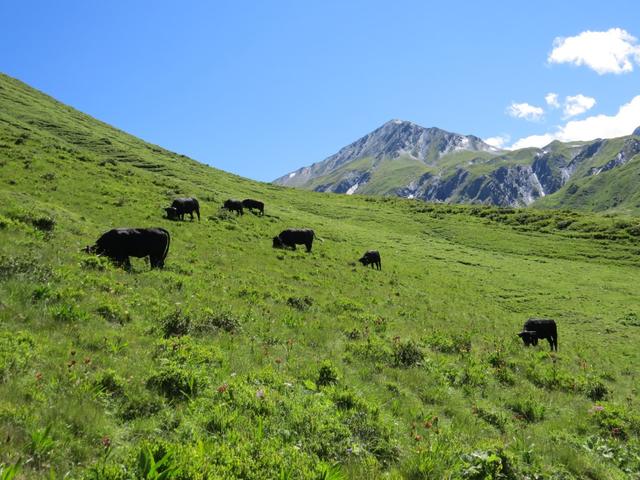 an der Alphütte bei Pramplo 1928 m.ü.M. vorbei...