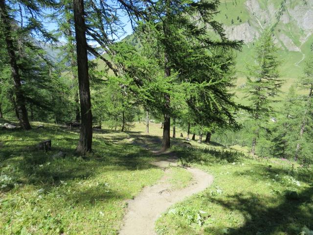 ...führt uns der Wanderweg durch einen schönen Lärchenwald...