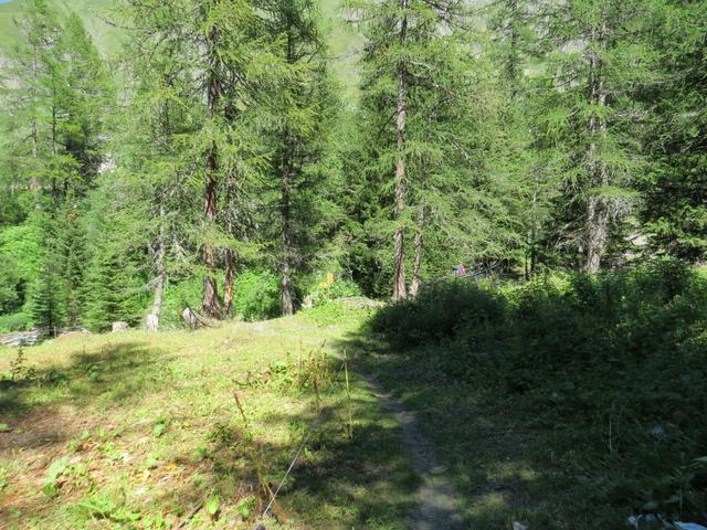 wir biegen rechts ab und verlieren weiterhin durch einen Lärchenwald laufend, über diverse Windungen an Höhe