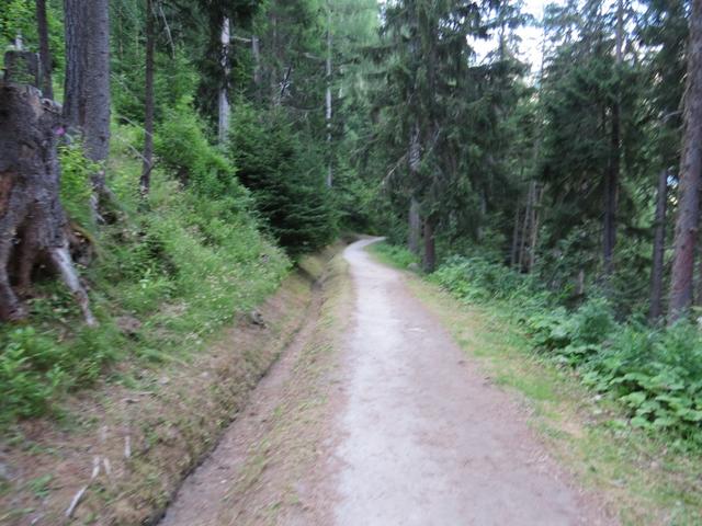 gemütlich wandern wir durch dichten Lärchenwald weiterhin alles der alten Suone entlang