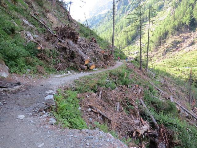 kurz vor dem Chalet du Glacier. Überall liegen umgestürzte Bäume herum