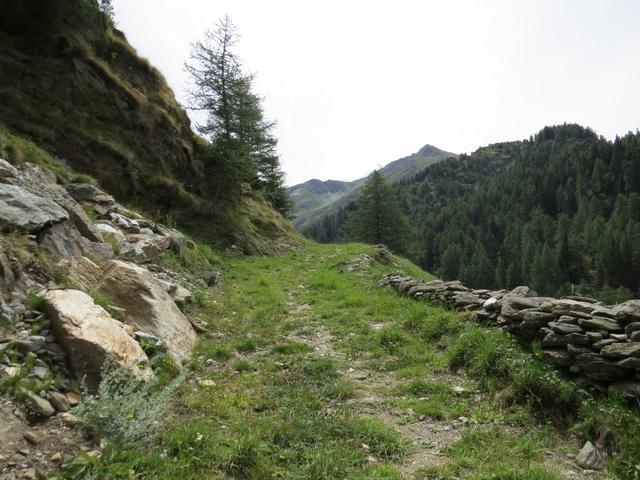 eine weite Schleife der Alpstrasse kann durch den Wanderweg abgekürzt werden