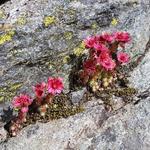 schöner Alpenhauswurz können wir bestaunen