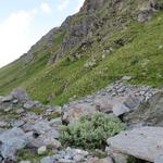 oben am Hang ist der Weg der vom Chalet d'Amont zur Valsorey Hütte hinaufzieht gut ersichtlich