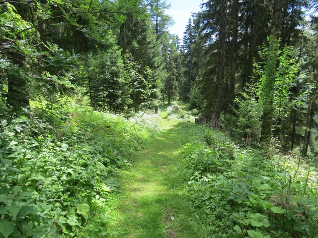 ..und wandern nun durch einen traumhaft schönen Lärchenwald...