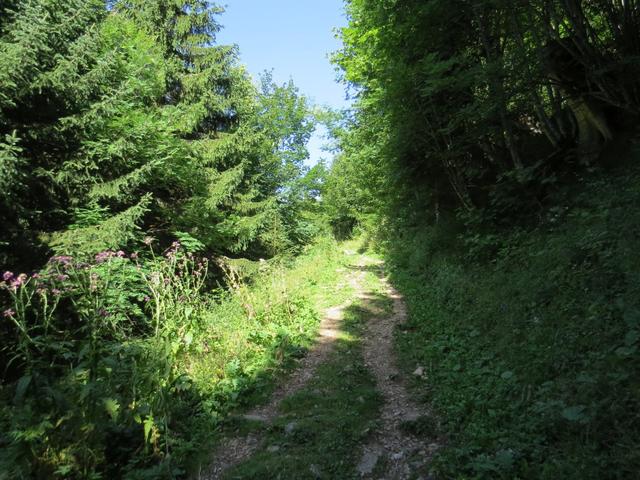 gleich hinter dem Gasthaus, biegen wir in den Wanderweg der uns zum Grammont führen wird