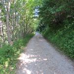 über grosse Kehren gewinnen wir durch den Wald ansteigend an Höhe, um danach auf eine Alpstrasse zu stossen