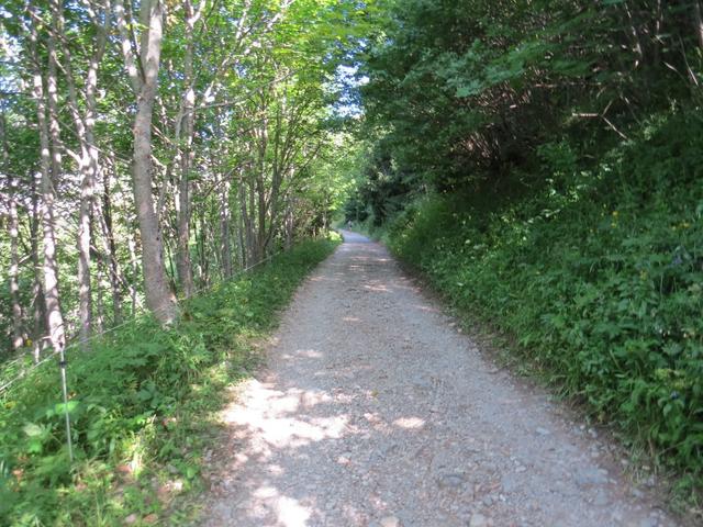 über grosse Kehren gewinnen wir durch den Wald ansteigend an Höhe, um danach auf eine Alpstrasse zu stossen