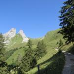 wir biegen rechts ab und erreichen bei Punkt 1598 m.ü.M., wo wir zugleich den Wald verlassen, wieder eine grosse Kehre