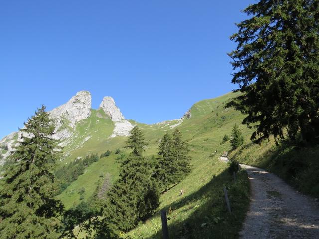 wir biegen rechts ab und erreichen bei Punkt 1598 m.ü.M., wo wir zugleich den Wald verlassen, wieder eine grosse Kehre