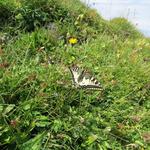 während der Mittagspause auf dem Gipfel des Grammont, besucht uns ein Schwalbenschwanz