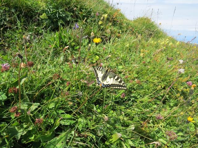 während der Mittagspause auf dem Gipfel des Grammont, besucht uns ein Schwalbenschwanz