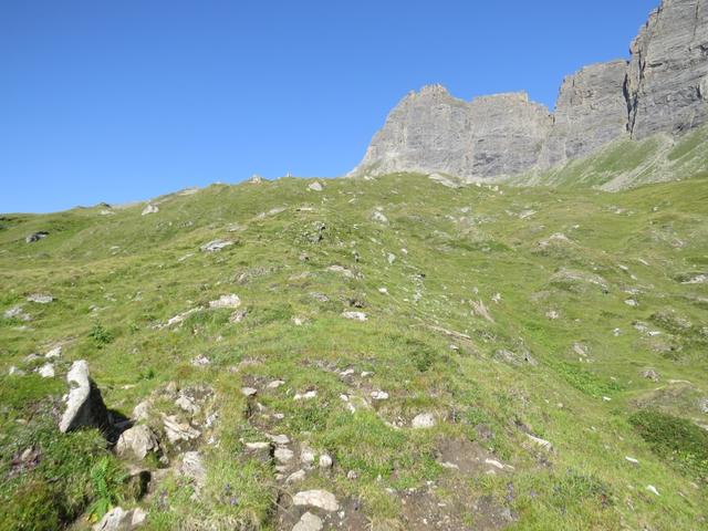 als wir durch die Leisalp wanderten, weideten zahlreiche Mütterkühe mit Kälber