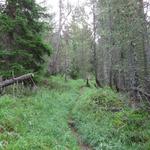 nach einem kurzen Stück über eine Kiesstrasse, tauchen wir im Wald hinein