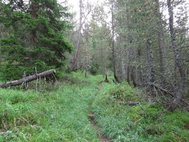 nach einem kurzen Stück über eine Kiesstrasse, tauchen wir im Wald hinein