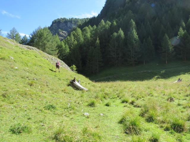 alles am Rande der kleinen Hochebene von Mayens de Veisivi, führt der Wanderweg nun einen weiten Rechtsbogen durch