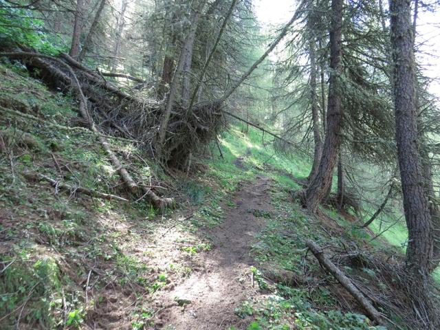 durch einen dichten Lärchenwald, führt der Wanderweg weiter steil aufwärts