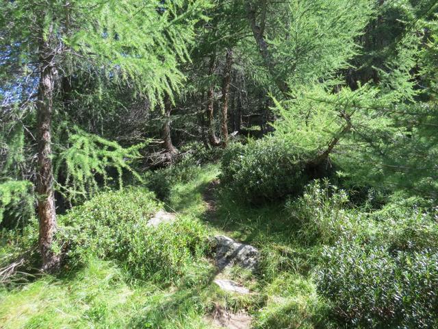 hat man die kleine Ebene durchwandert, ist der Bergweg wieder gut ersichtlich