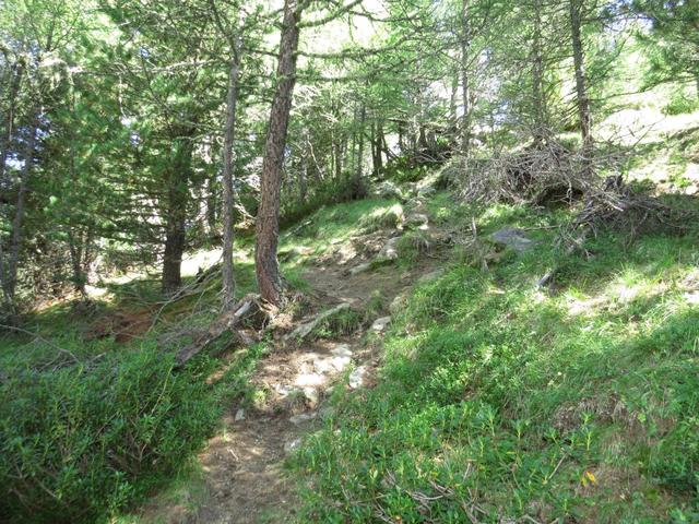 durch einen schönen lichten Lärchenwald geht es weiter leicht aufwärts