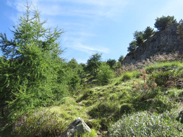 auf ca. 2200m erreichen wir die Baumgrenze