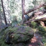 durch den dichten Wald geht es weiter abwärts