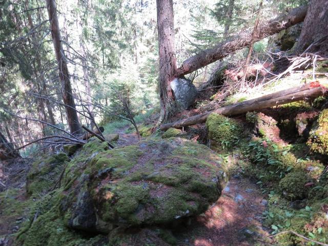 durch den dichten Wald geht es weiter abwärts