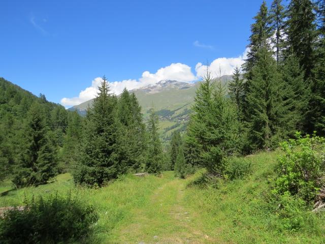 wir verlassen den dichten Wald